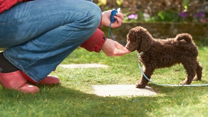 How to Use a Clicker for Dog Training