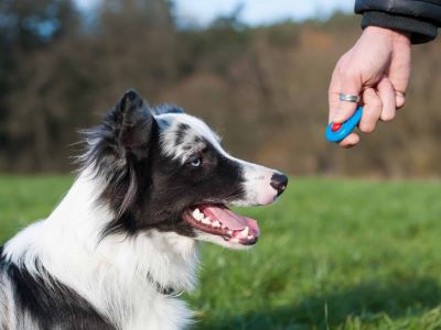 dog training in the park