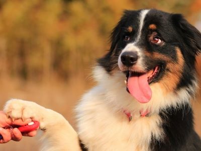 happy dog in the park