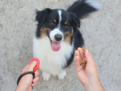 dog enjoying treats dog enjoying treats