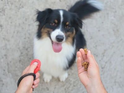 dog enjoying treats