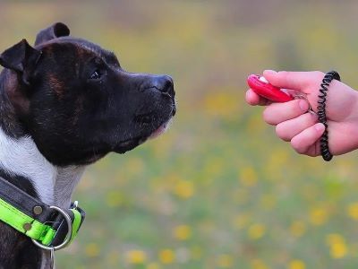 How to Use a Clicker for Dog Training