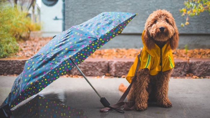 How to Walk Dogs in the Rain How to Walk Dogs in the Rain