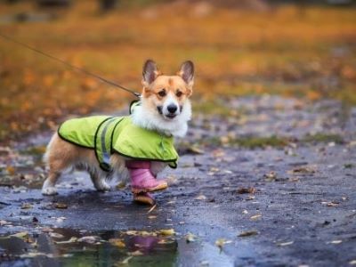 dog walking in the rain dog walking in the rain