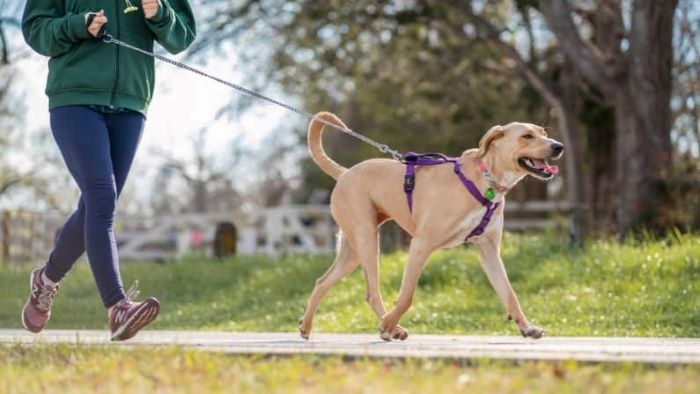 how to walk a reactive dog?