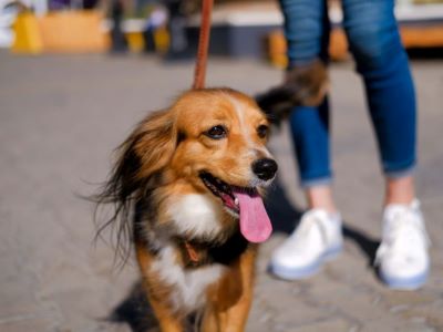 happy dog on leash