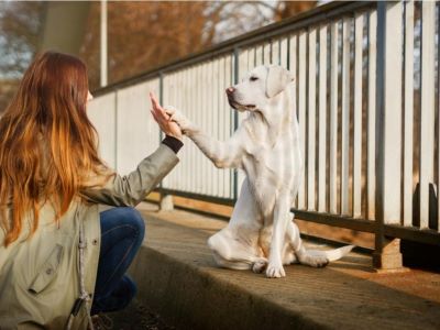 bonding of a dog and owner