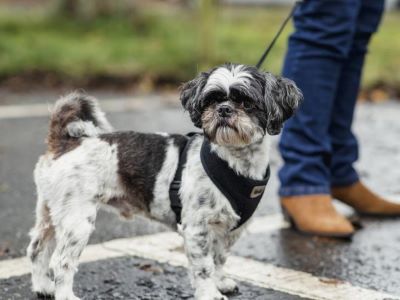 dog in the rain