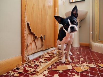 negative behaviour in dogs