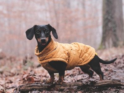 dog wearing a coat dog wearing a coat