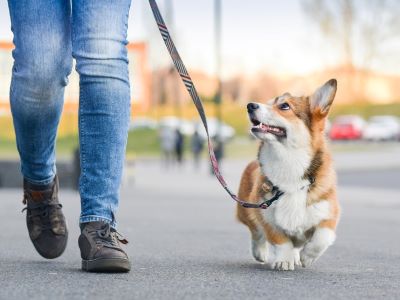 leash training a dog leash training a dog