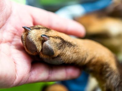 owner applying paw balm to dog