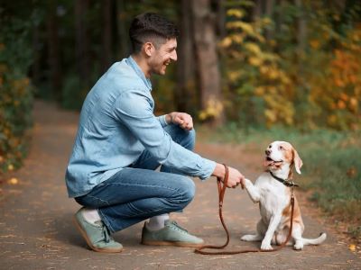 tips for walking a dog tips for walking a dog