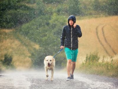 dog walking in the rain dog walking in the rain