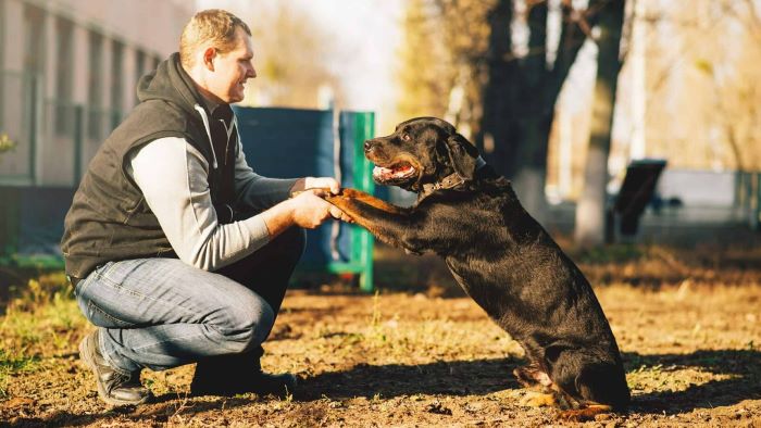 Age to Start Dog Protection Training Age to Start Dog Protection Training