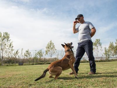 dog with a trainer dog with a trainer