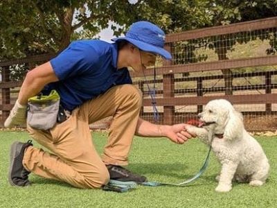 dog with a trainer dog with a trainer