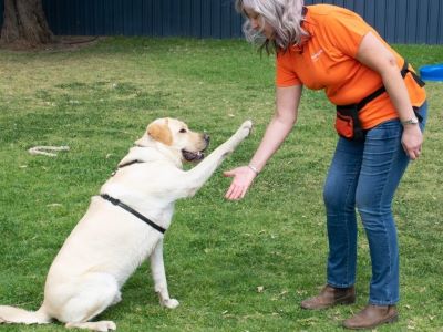 Age to Start Dog Protection Training Age to Start Dog Protection Training