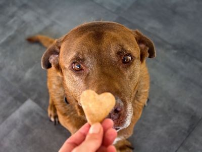 feeding treats to dog feeding treats to dog