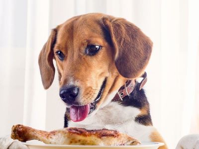 Food for dog Food for dog