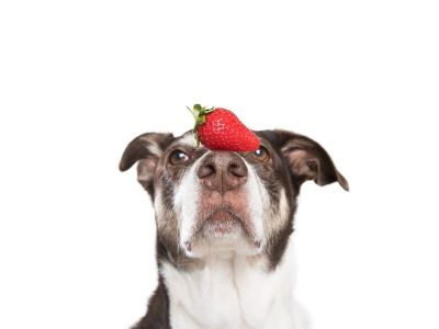 dog eating fruits dog eating fruits