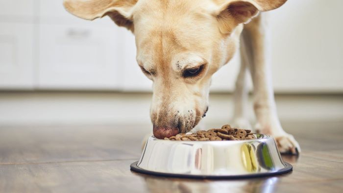 Photo inspiration: Can I Give My Puppy Cooked Squash Reference: What Can I Feed My Dog Instead Of Dog Food