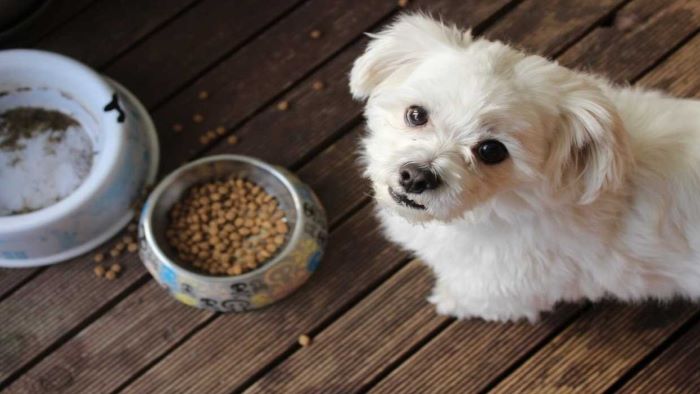 What Food to Feed a Dog With Diarrhoea What Food to Feed a Dog With Diarrhoea