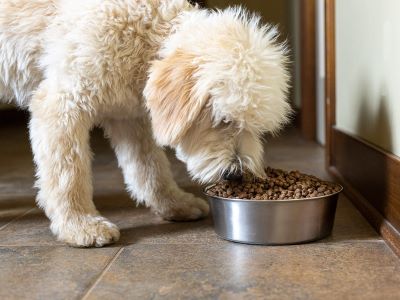 What Food to Feed a Dog With Diarrhoea