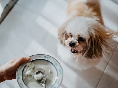 dog eating rice dog eating rice
