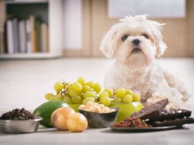 dog eating fruits dog eating fruits