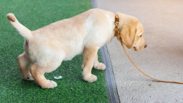 What happens if a dog urinates on artificial grass? What happens if a dog urinates on artificial grass?