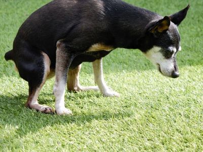 dog urinating in artificial grass dog urinating in artificial grass