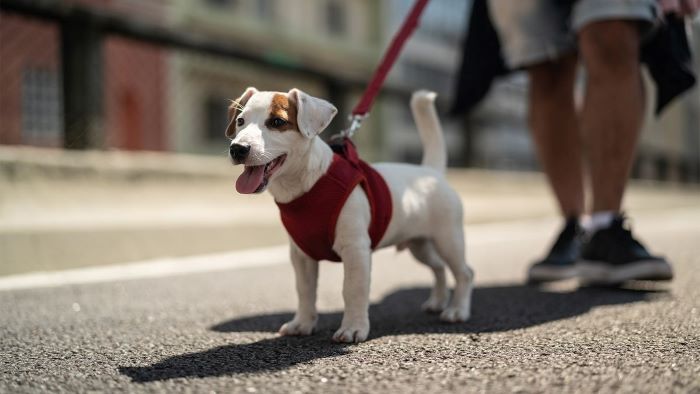 what happens if you don't walk a dog? what happens if you don't walk a dog?