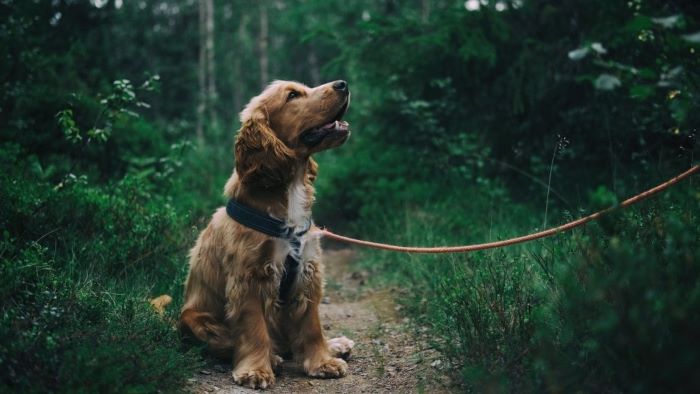 What Is Compulsion Dog Training What Is Compulsion Dog Training