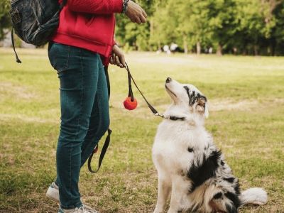 clicker dog training clicker dog training