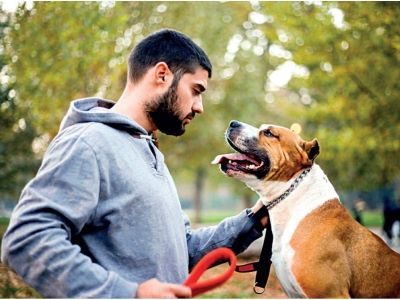 collar dog training collar dog training