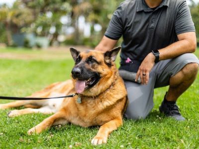 dog command training dog command training