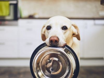 What Is ‘Ash’ in Dog Food