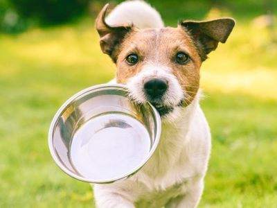 dog with food bowl dog with food bowl