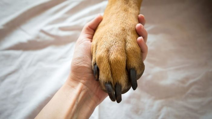 what is dog paw balm?