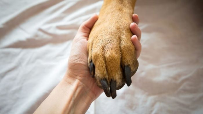 what is dog paw balm? what is dog paw balm?