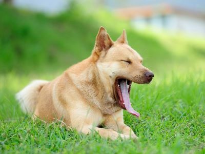 What to Do If Your Dog Is Yawning a Lot What to Do If Your Dog Is Yawning a Lot