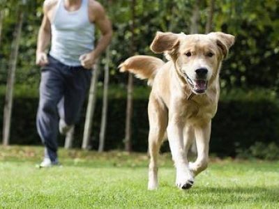 dog running away off-leash dog running away off-leash