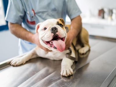 dog with a vet