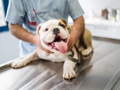 dog with a vet dog with a vet