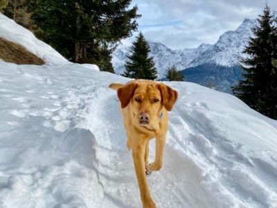 dog walking on snow dog walking on snow