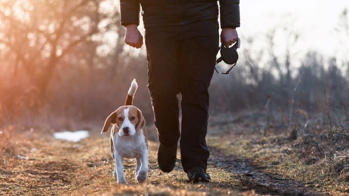 when to let the dog off the lead?