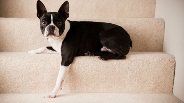 Which Is Better Dog Ramp or the Stairs Which Is Better Dog Ramp or the Stairs
