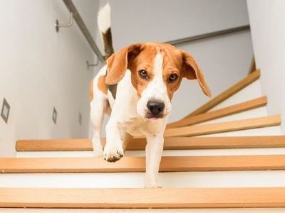 dog climbing down the stairs dog climbing down the stairs