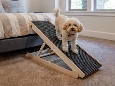 dog going down the ramp dog going down the ramp